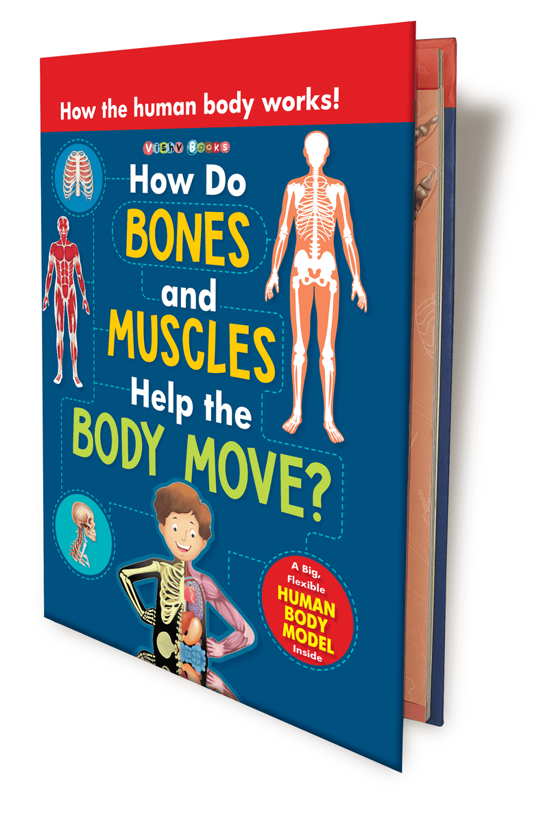 how-do-bones-and-muscles-help-the-body-moves-mumma