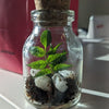 DIY Mini Terrarium Kit