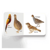 Lovely Board Books - Birds